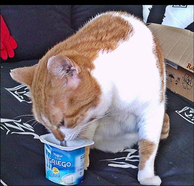 foto yogur gato