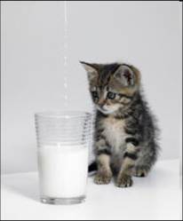 La leche de vaca es buena para el gato? Mentira