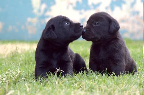 cachorros