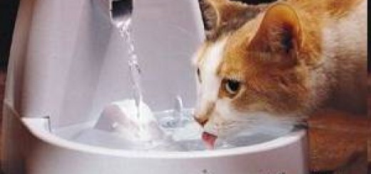 gato bebiendo agua