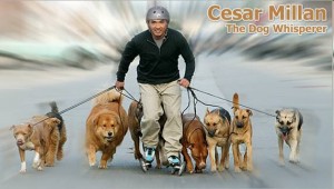 Cesar Millan paseando perros