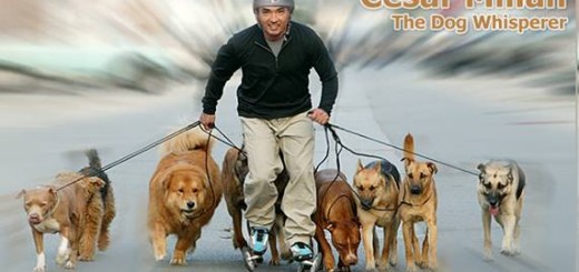 Cesar Millan paseando perros