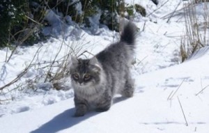 Gato siberiano