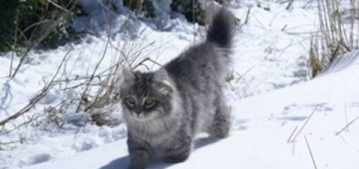 Gato siberiano