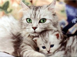 Menopausia en gatos