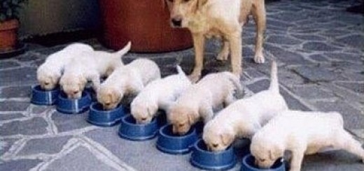 Cuidados caninos después del parto