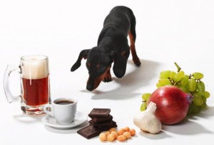 Alimentos tóxicos perro