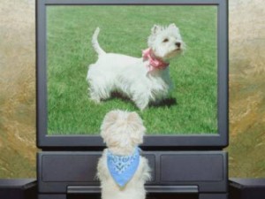 Pueden ver la televisión los perros?