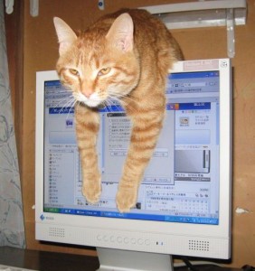 Gato con ordenador