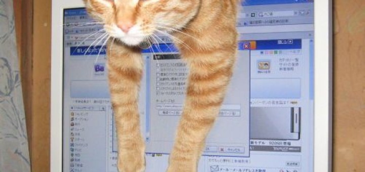Gato con ordenador