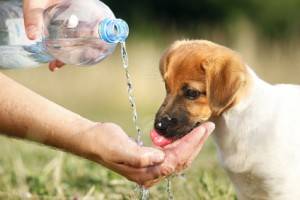 Cómo beben agua los perros?
