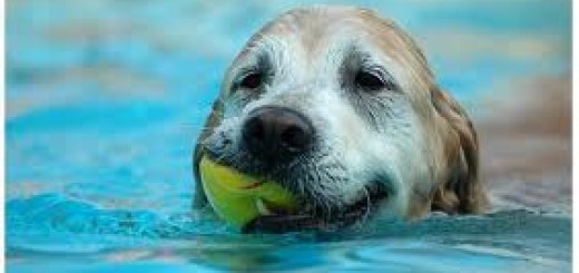 Cómo enseñar a nadar a su perro