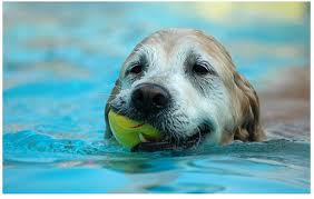 Cómo enseñar a nadar a su perro