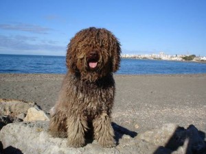 Perros de agua español
