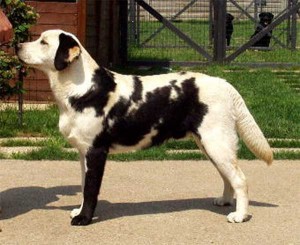Labrador que parece más una vaca que un perro