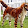 #2: Un tigre muy feroz