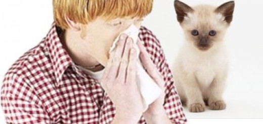 Combatir alergias de gato