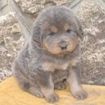 Bonita decoloración en este cachorro