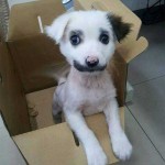 Otro cachorro con un gracioso bigote