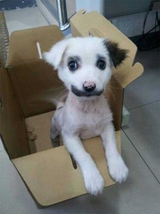 Otro cachorro con un gracioso bigote
