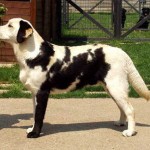 Labrador que parece más una vaca que un perro