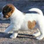 Cachorro corazoncito