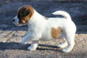 Cachorro corazoncito