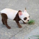 Perro panda