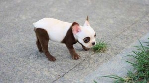 Perro panda