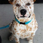 Perro con extraño pelaje