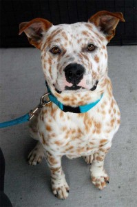 Perro con extraño pelaje