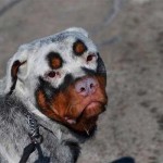 Decoloración muy inusual en este perro