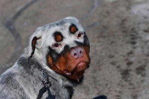 Decoloración muy inusual en este perro