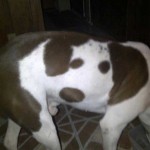 Este perro lleva una silueta de otro perro