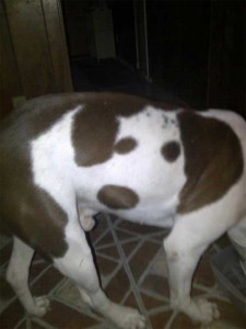Este perro lleva una silueta de otro perro