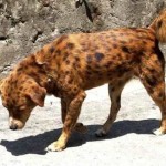 Perro atigrado