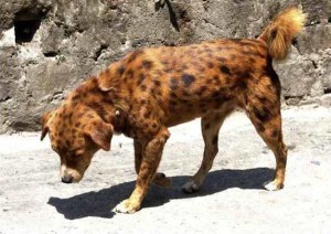 Perro atigrado