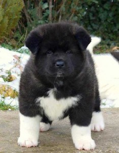 Perro con calcetines