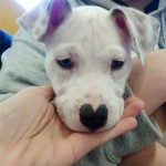 Perro con nariz corazón