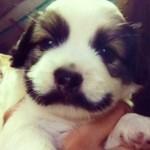 Curioso bigote el de este cachorro