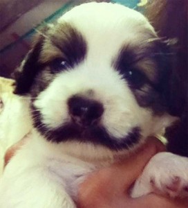 Curioso bigote el de este cachorro