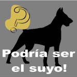 Espacio para su perro especial