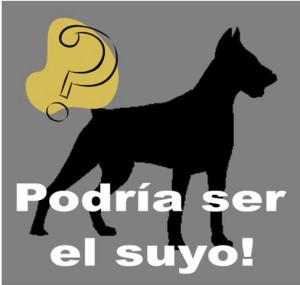 Espacio para su perro especial
